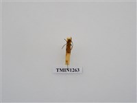 藏品(緋艷細頸天牛)的圖片